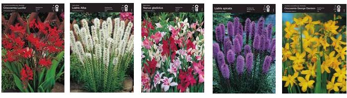 Луковичный Микс 2